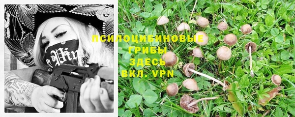 прущие грибы Богородицк